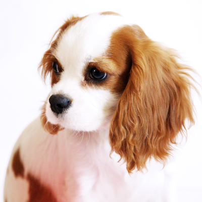 King Charles, par Xavier E. G. Dierick